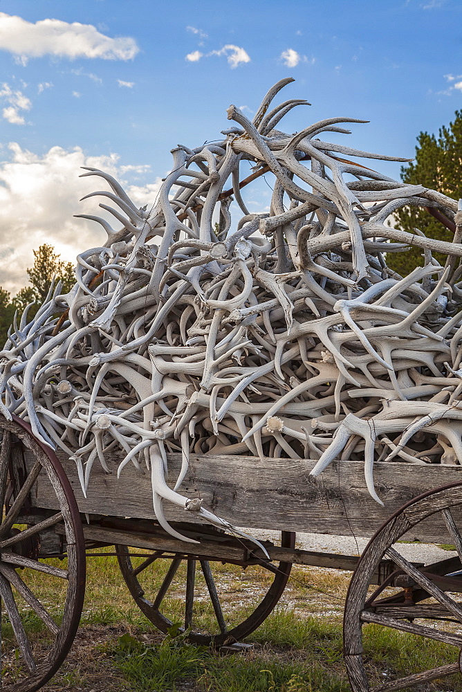 Wagon full of antlers, USA, South Dakota