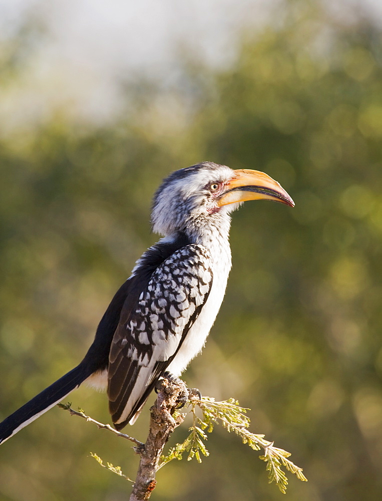 Bird perched on tree branch