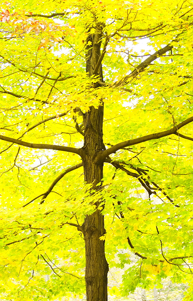 Sugar Maple tree in autumn, New Jersey, USA