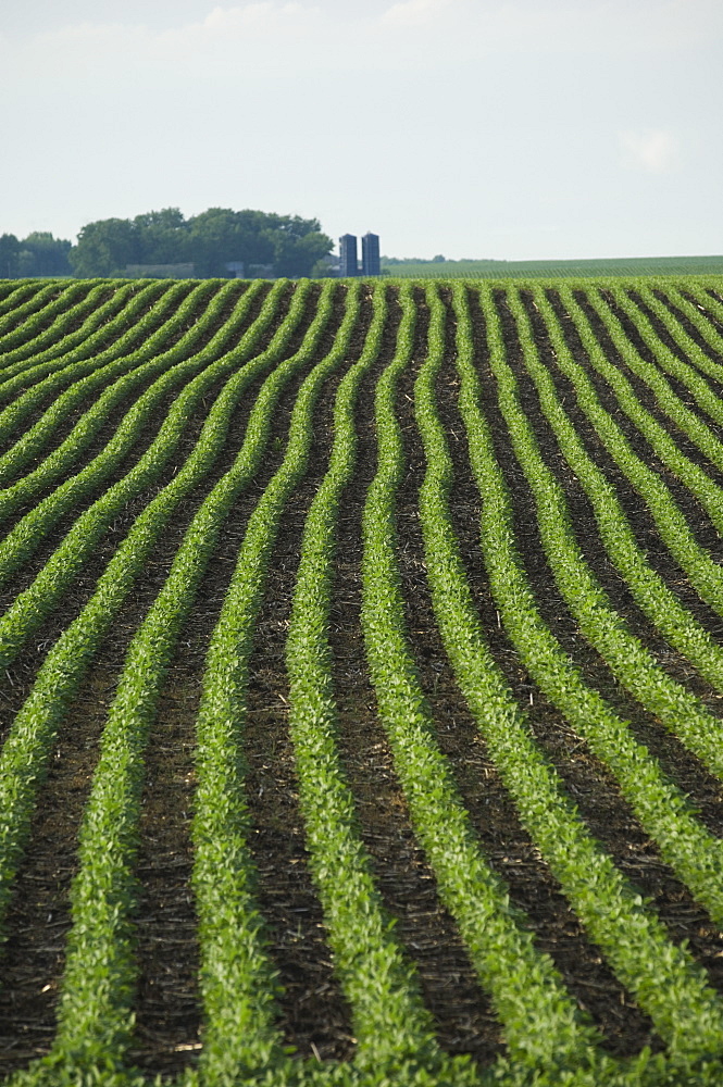 Rows of soy beans in field