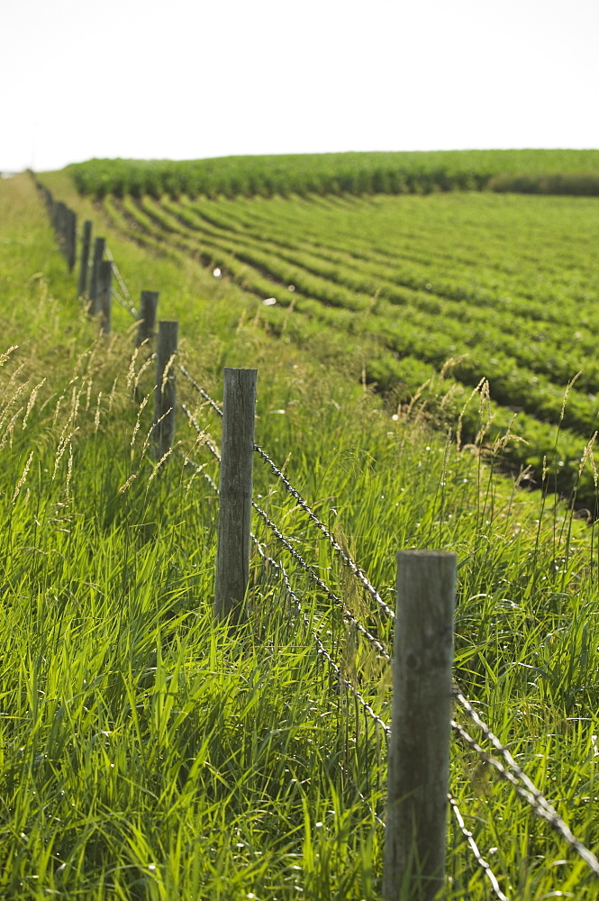 Wooden fence along soy bean field