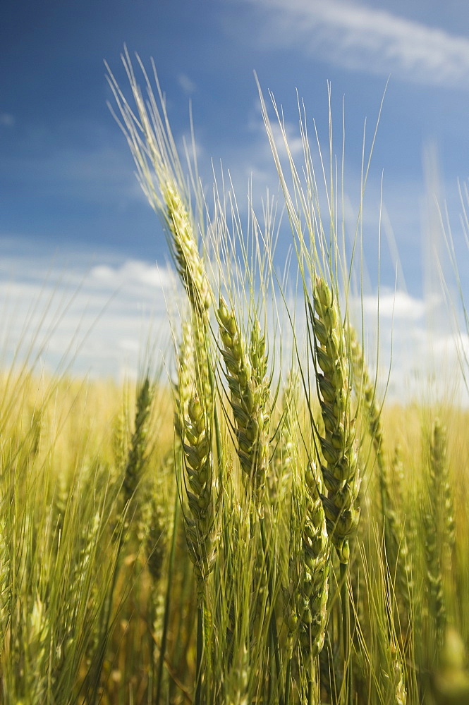 Close up of wheat in field