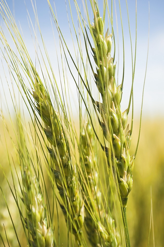 Close up of wheat