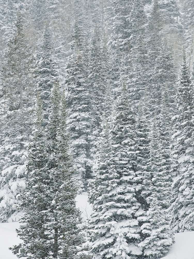 Snow covered trees, Wasatch Mountains, Utah, United States