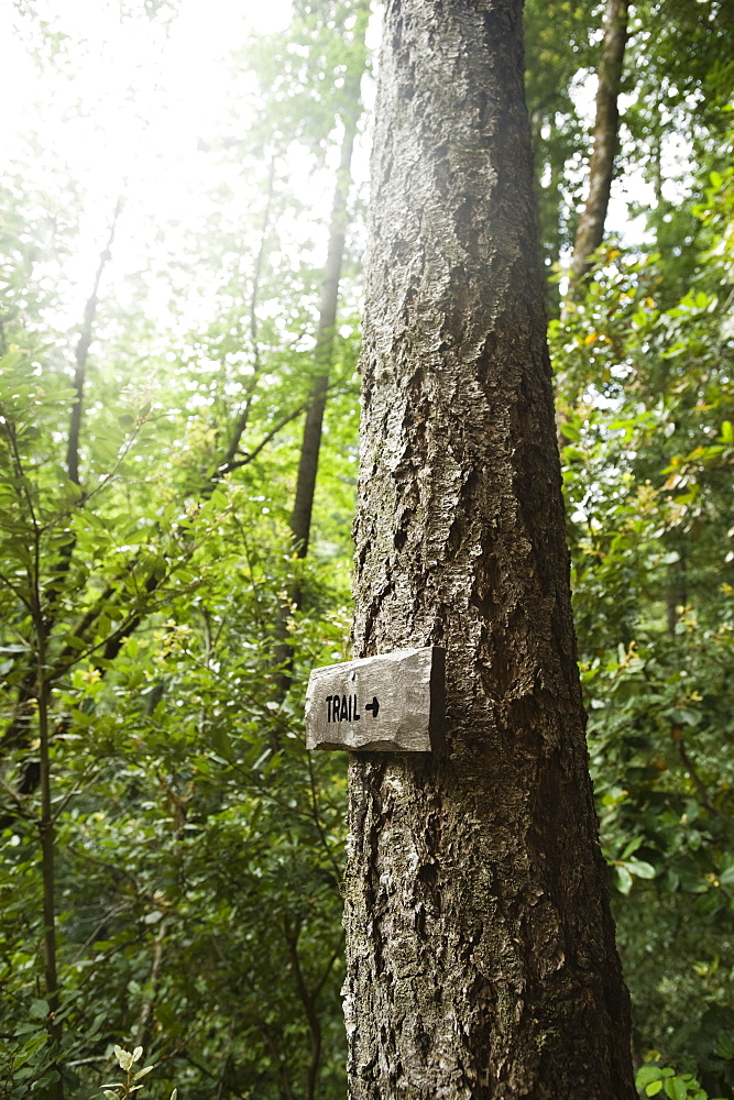 Trail sign on tree in forest