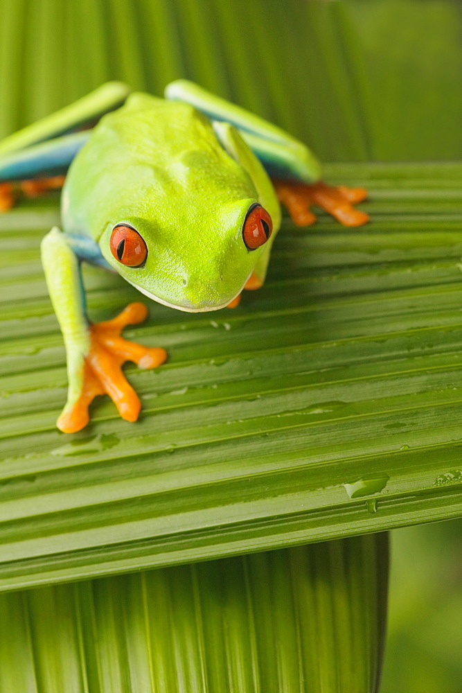 Tree frog on leaf