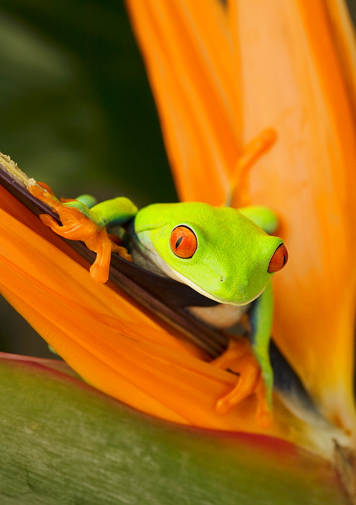 Tree frog on flower