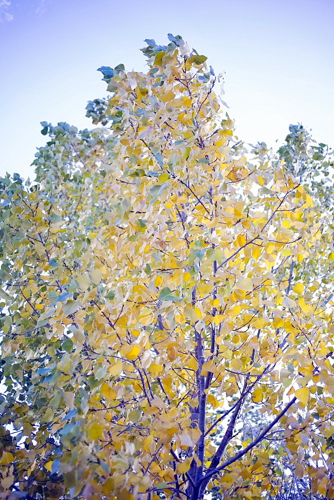 Trees in autumn colors