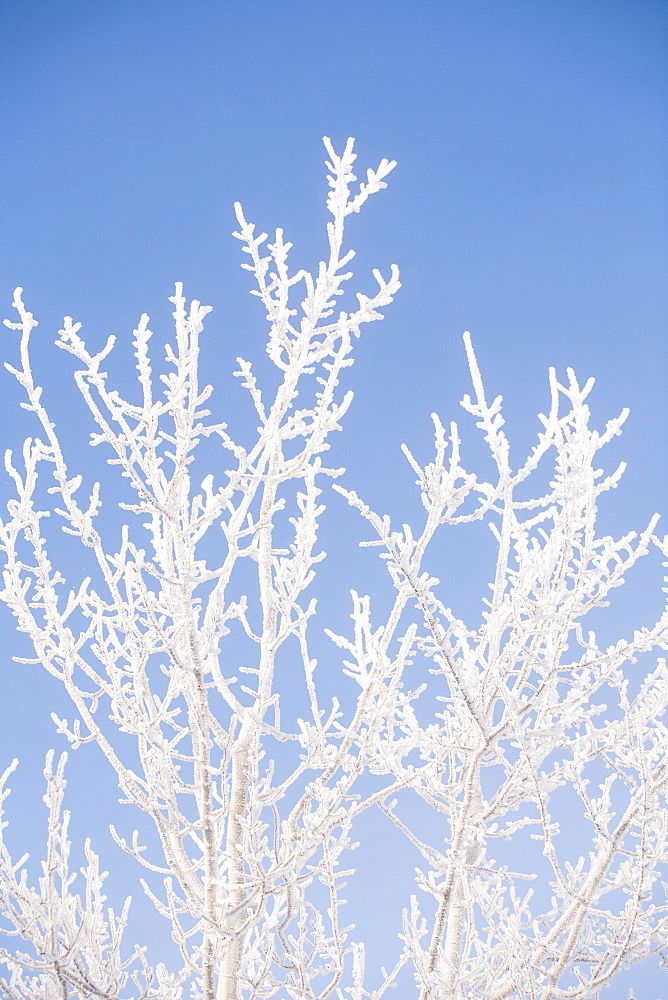 Tree in winter against clear sky