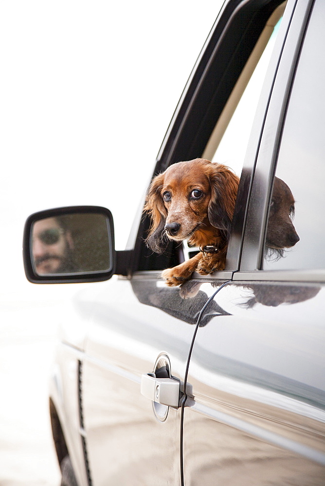 Curious dachshund travelling by car