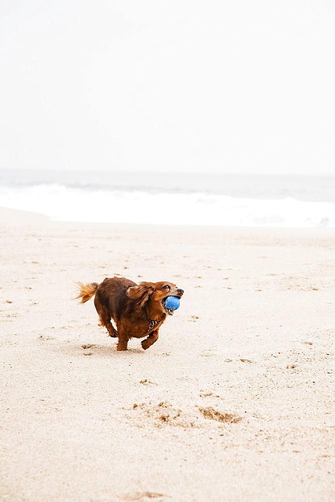 Happy dachshund running on beach with ball in mouth