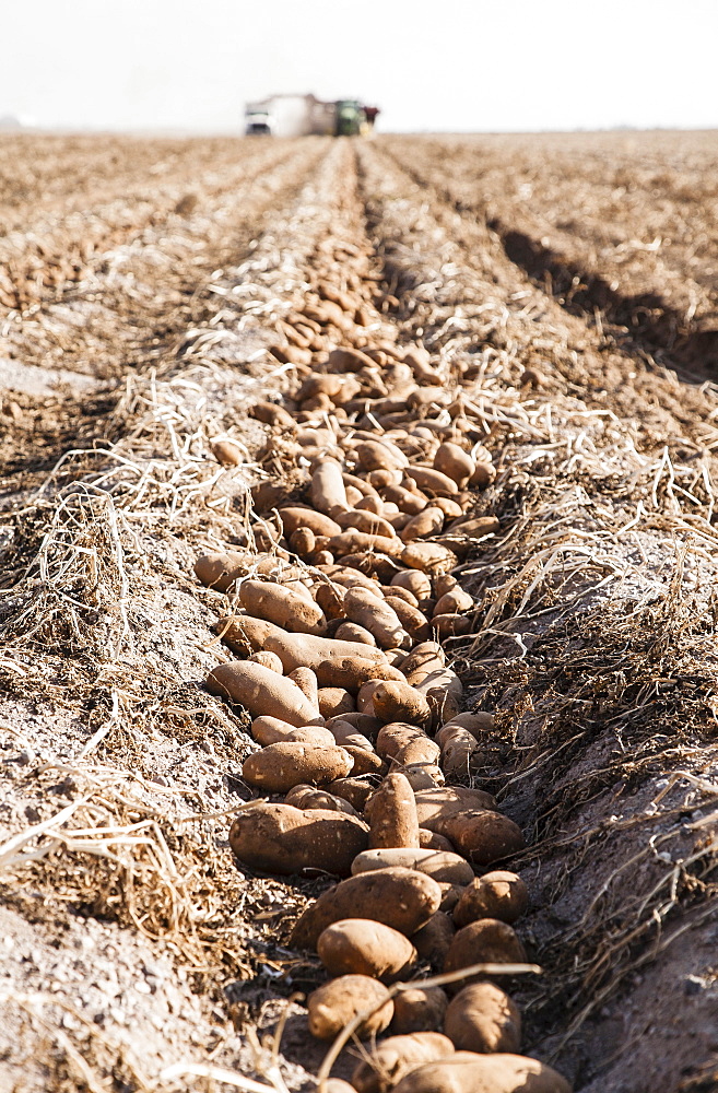 Potato harvest, Colorado, USA