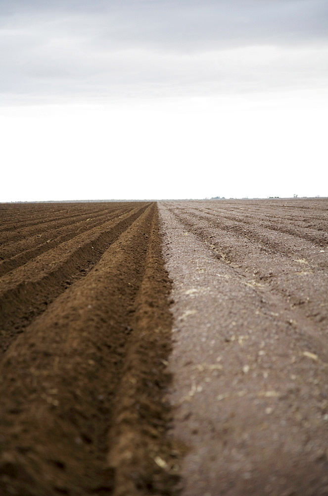 Potato field, Colorado, USA