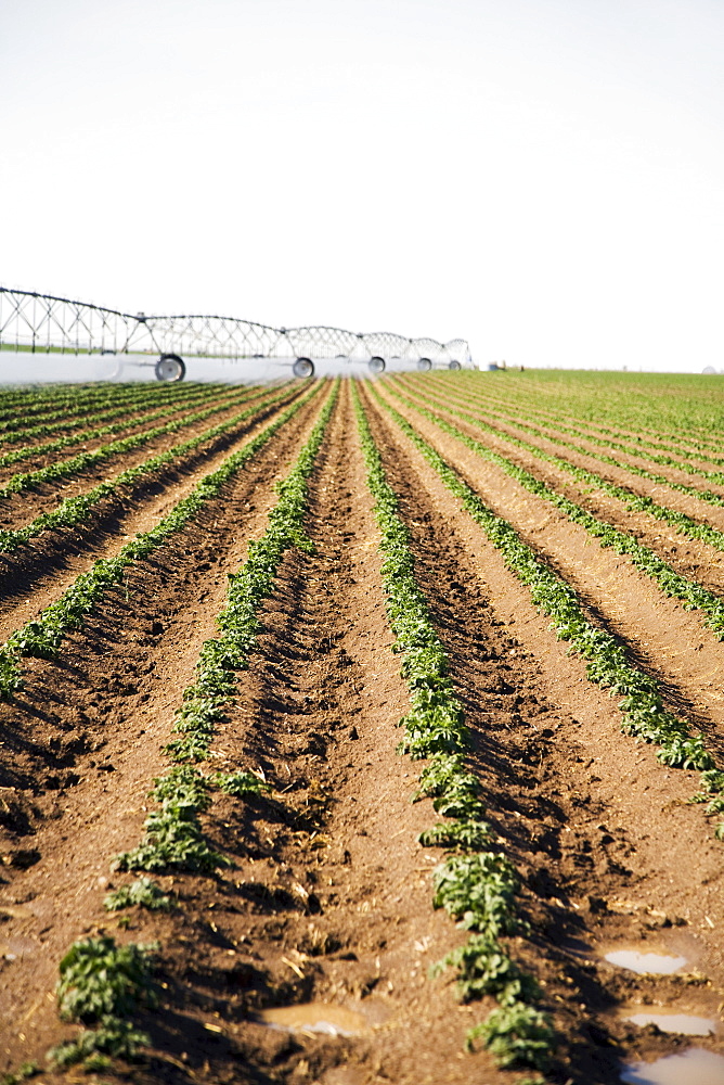 Sprinkler watering flowering potato field, Colorado, USA