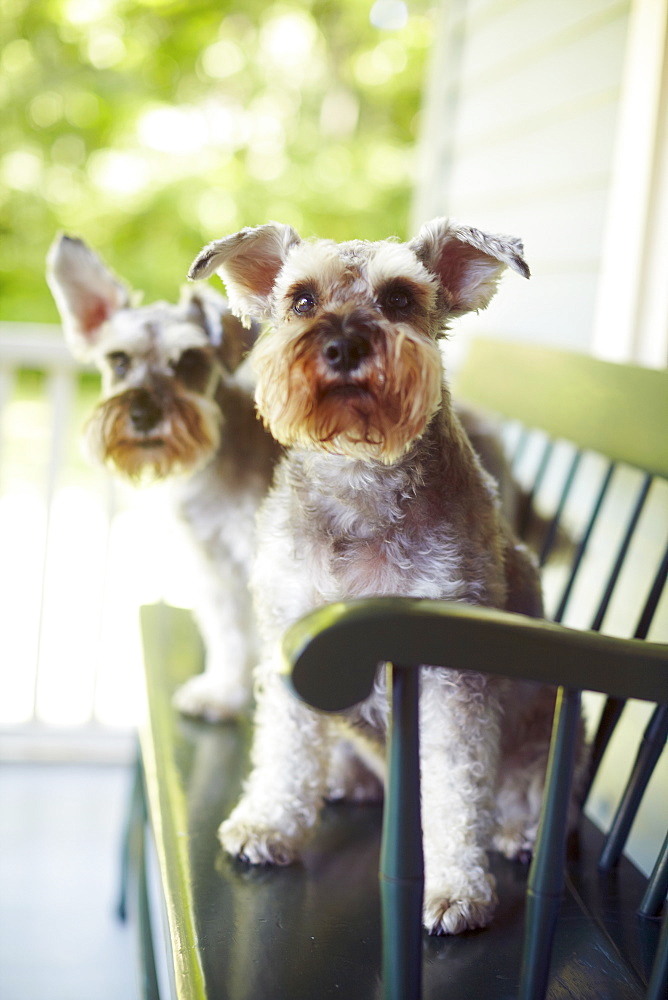 Two schnauzers sitting on bench, New York, NY