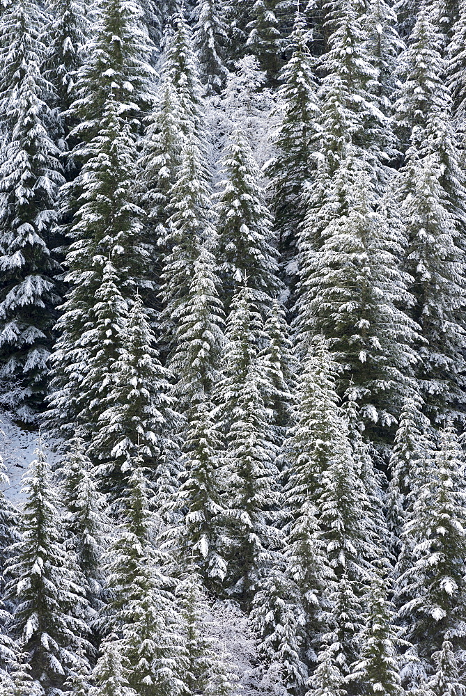 Elevated view of forest at winter, Cascade Range, Oregon