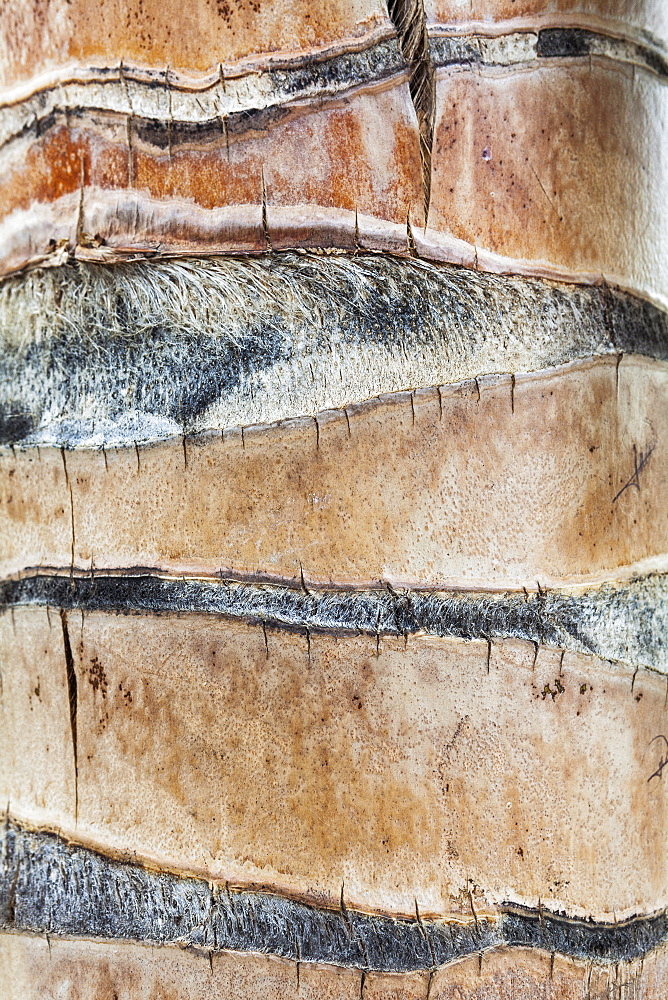 Palm tree trunk, Mexico, Quintana Roo, Yucatan Peninsula, Isla Mujeres