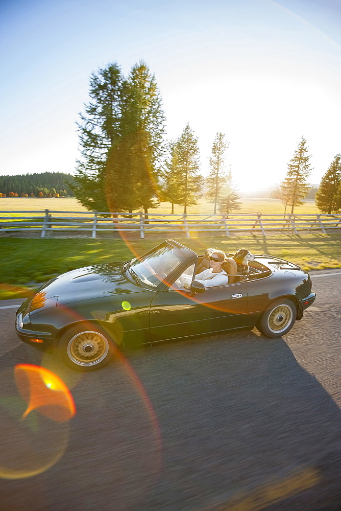 Woman driving convertible car with dog on back seat, Montana, USA