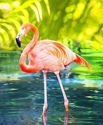 Flamingo wading in water, West Palm Beach, Florida