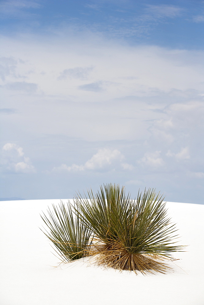 Plants growing in sand, White Sands National Monument, Alamogordo, New Mexico