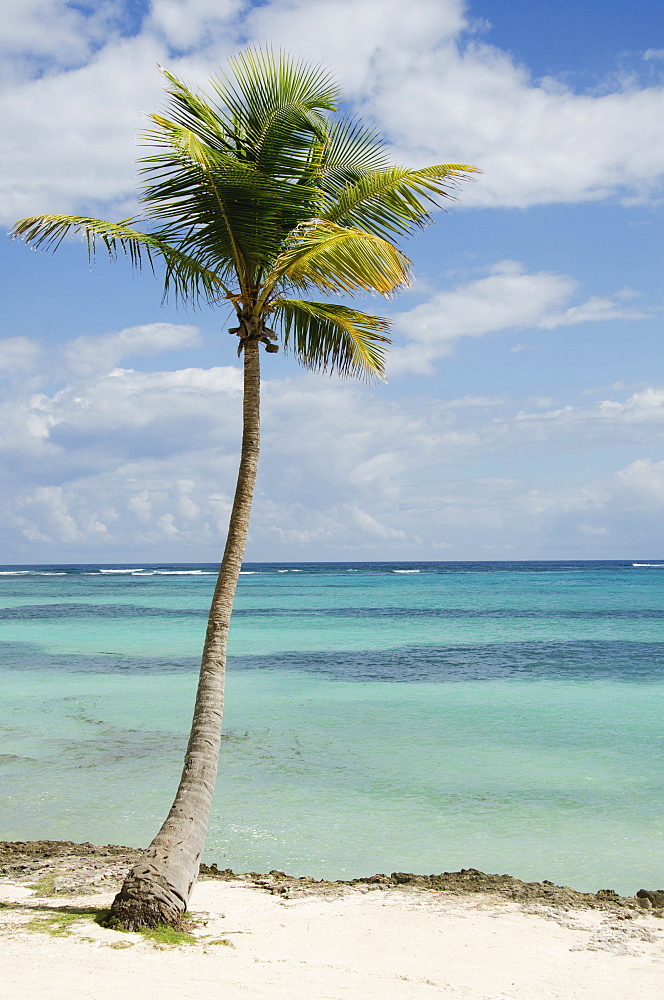Palm tree on beach, Punta Cana, Dominican Republic