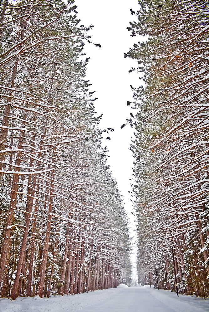 View of road in snowy forest, USA, New York State