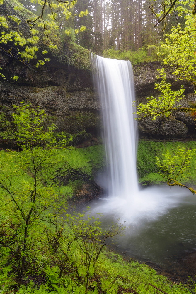 Waterfall in forest, USA, Oregon, Silver Falls State Park