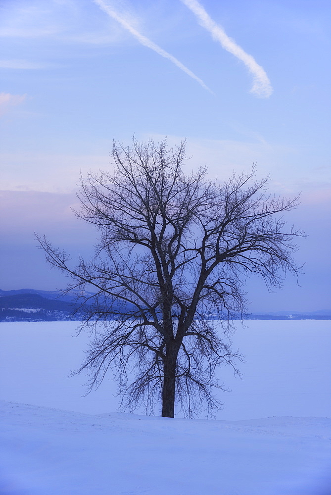 Crown Point, Bare tree in field, USA, New York State, Crown Point