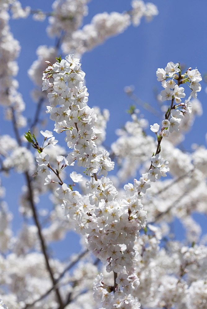 Cherry tree in blossom 