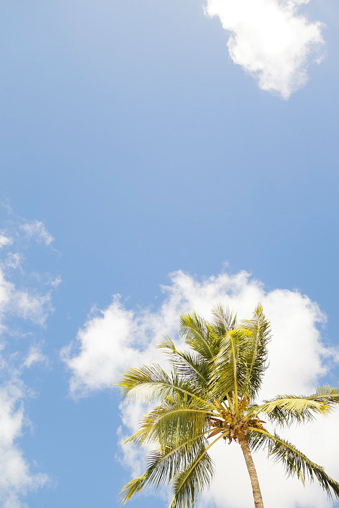 Palm tree against clouds and sky