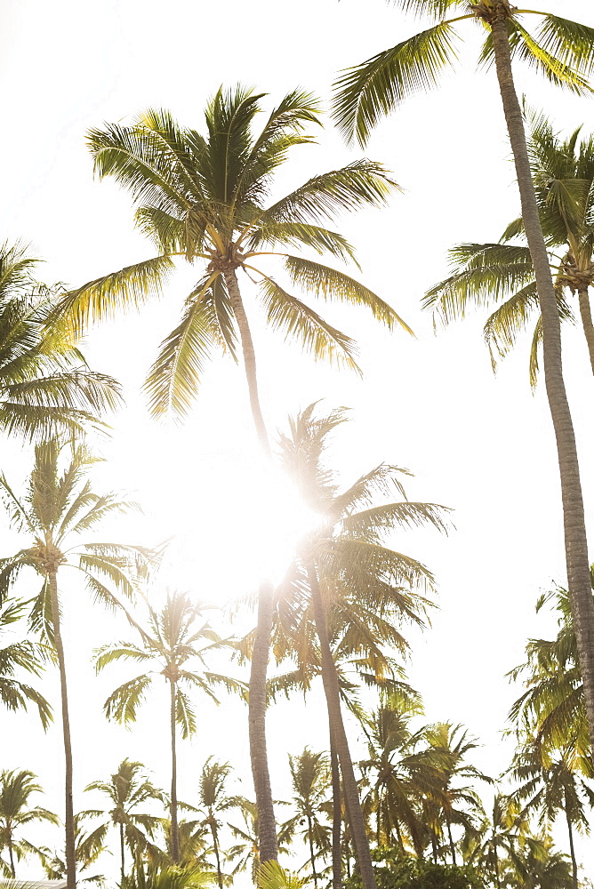 Palms against sky and sunlight