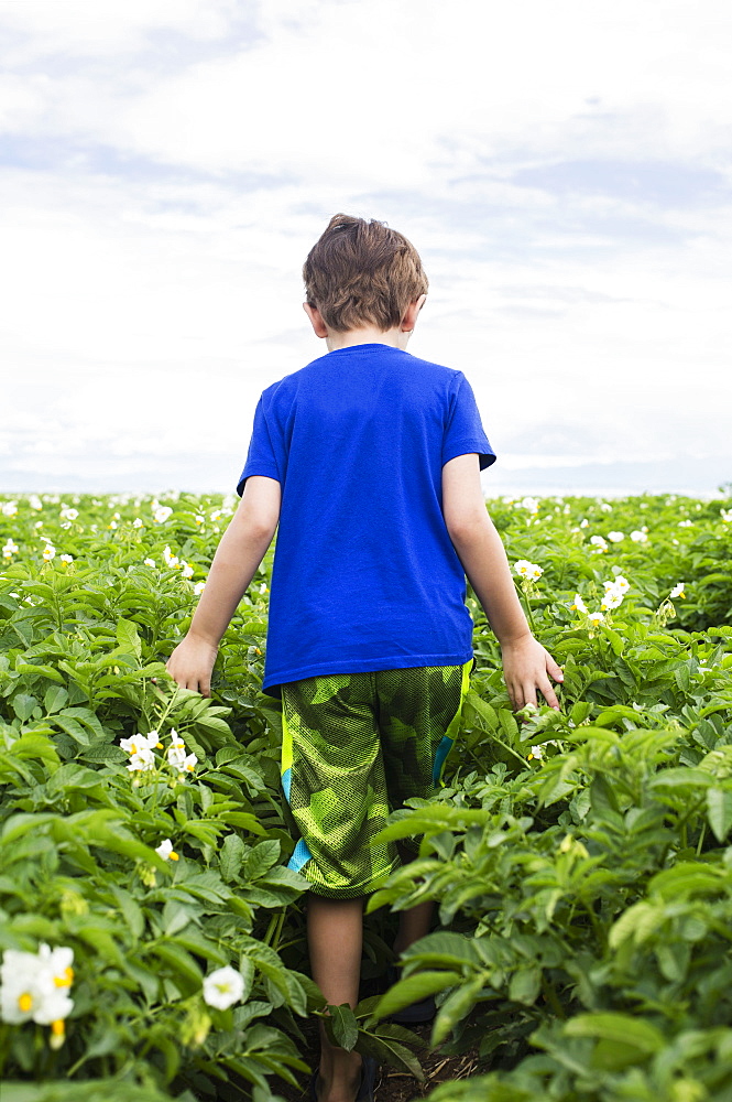 Boy (6-7) walking in field