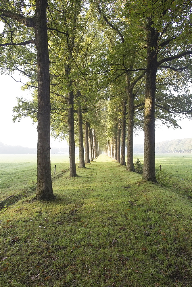 Netherlands, Green path with trees