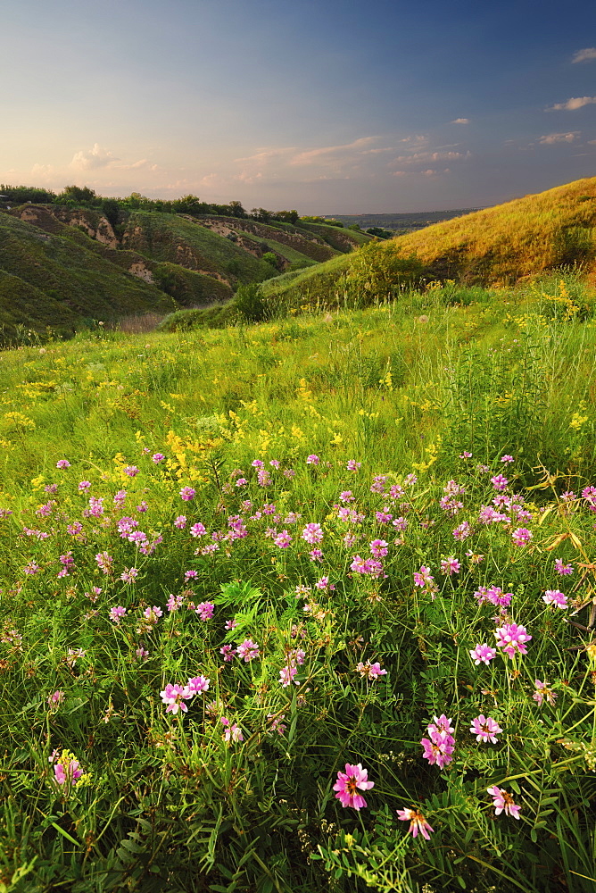Ukraine, Dnepropetrovsk, Meadow with pink flowers