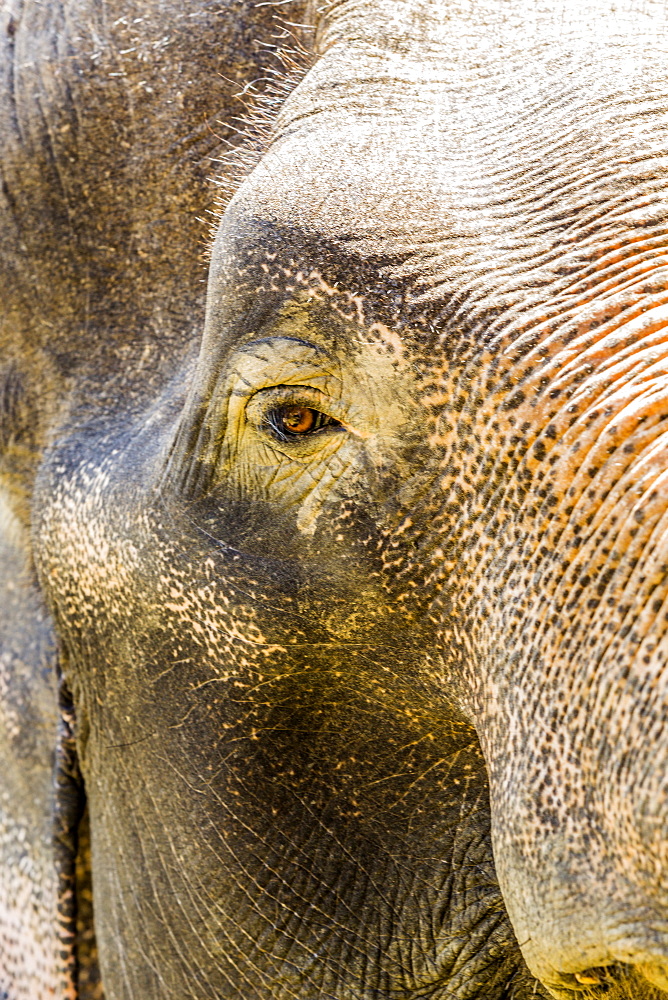 Close up of Indian elephant looking at camera