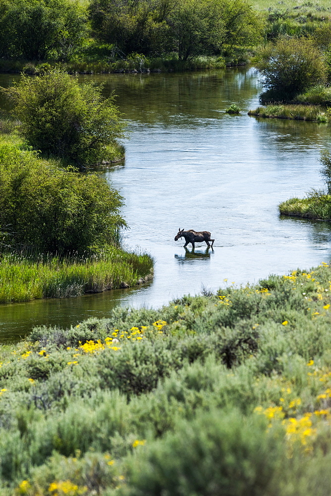 Moose crossing river in Picabo, Idaho, USA
