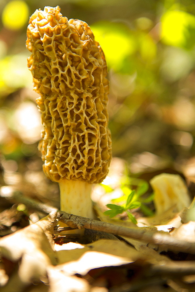 Morel mushroom