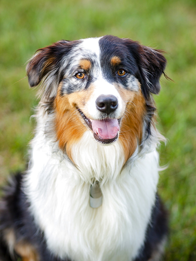 Portrait of Australian Shepherd dog