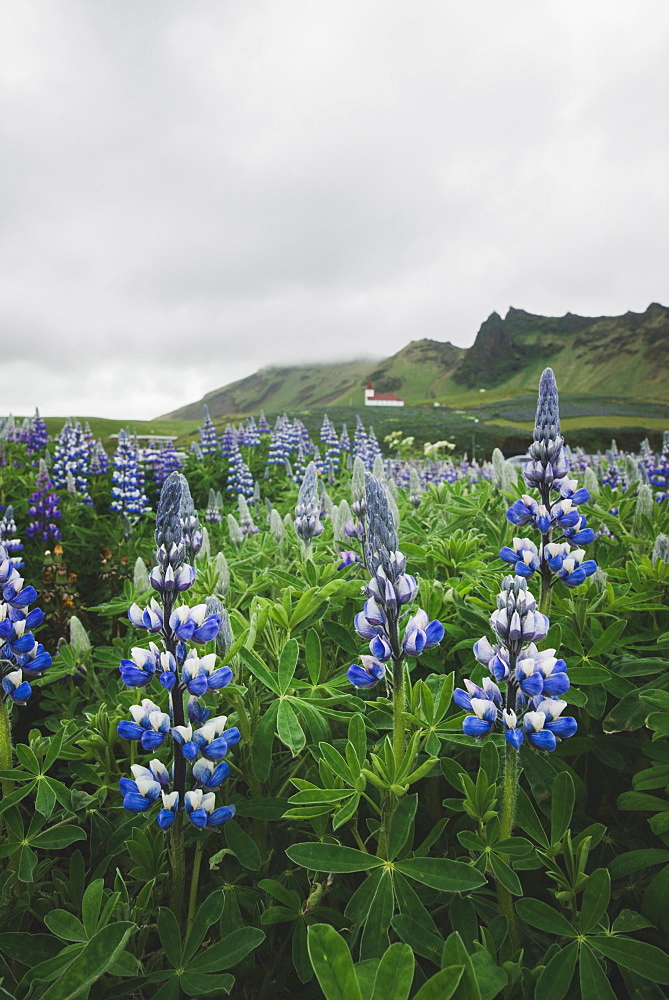 Lupine flowers by church in Vik, Iceland