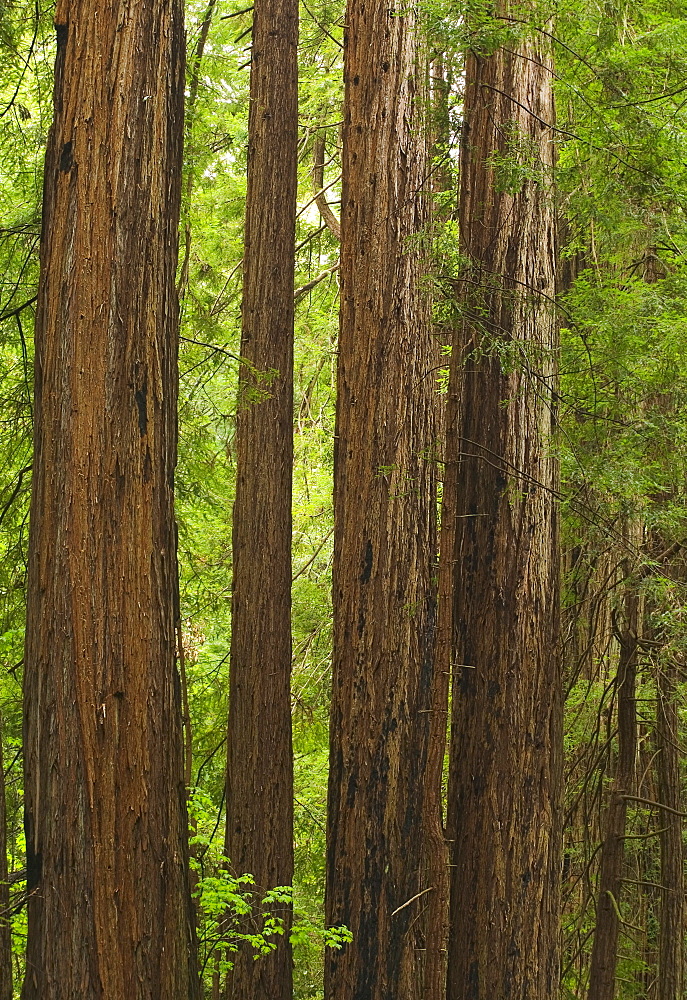 Redwoods in Muir Woods National Park California USA