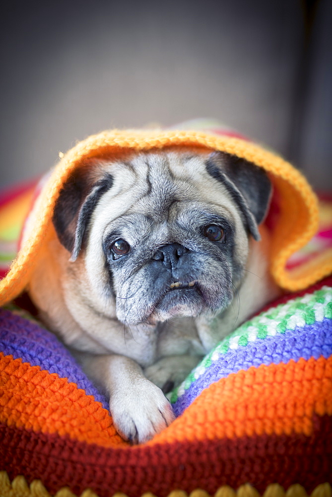 Pug lying under blanket