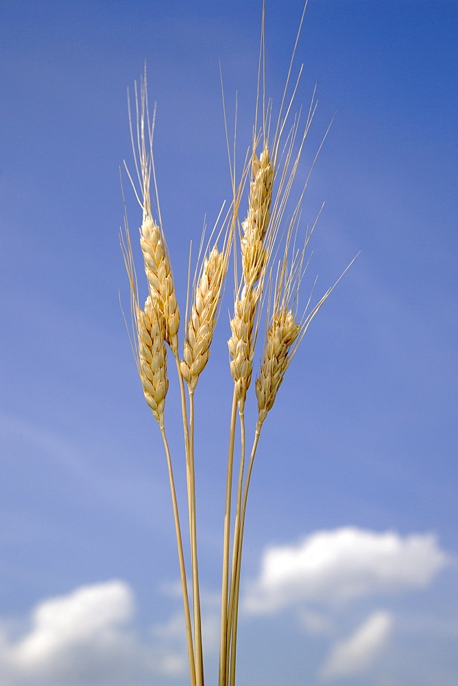 Closeup of wheat