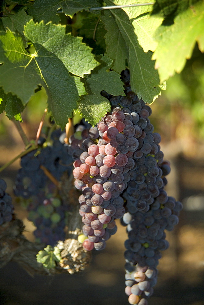 Closeup of California wine grapes