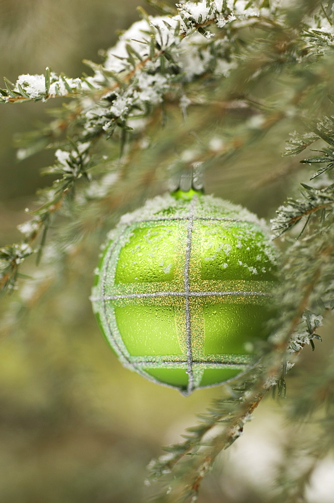 One Christmas ornament hanging in tree