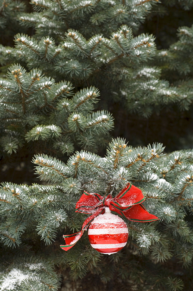 One Christmas ornament hanging in tree