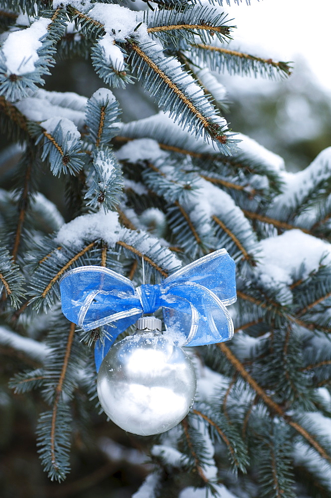 One Christmas ornament hanging in tree