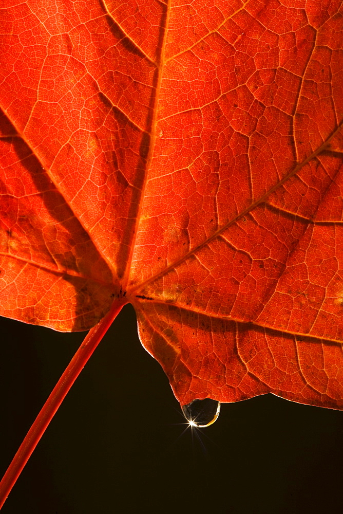 Closeup of fall leaf