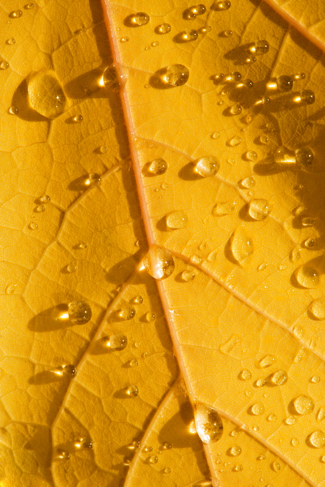 Closeup of fall leaf