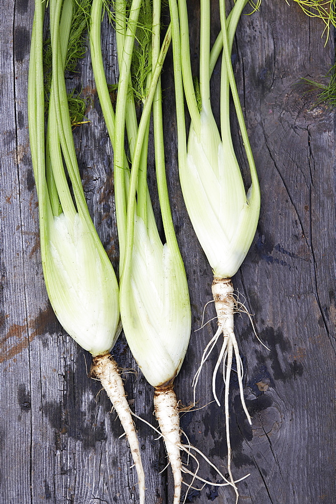 Fennel bulbs and stems on wooden table