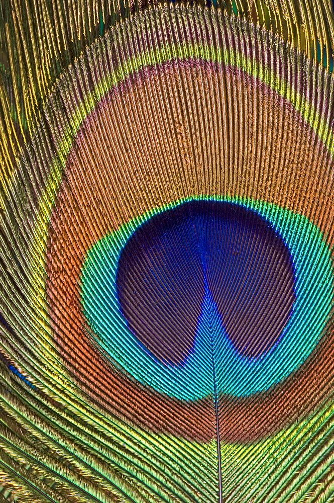 Eye of a peacock feather